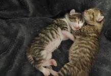 Rescatan a dos gatitos abandonados en un contenedor en Nigrán
