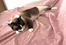 Buscan a Misi, una gata desaparecida en Panxón