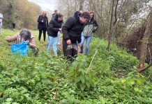 Nigrán inicia la retirada de una planta invasora en el río Muíños con alumnado del CEE de Panxón