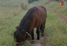 Buscan a Zeus, un poni desaparecido en O Rosal