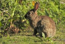 Los conejos en el Parque Nacional de las Islas Atlánticas, una herencia natural con ADN propio