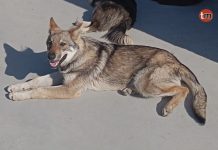 Buscan a Loba, una perra desaparecida en Peitieiros en la mañana de Año Nuevo