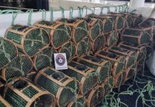 Gardacostas realizó casi 10.000 inspecciones, retiró 36.000 artes ilegales e incautó más de 27.000 kilos de producto