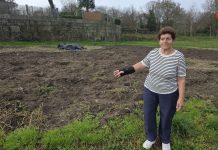 Los jabalíes destrozan fincas y cultivos en Gondomar