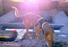 Buscan a Lola, una podenca desaparecida en Camposancos
