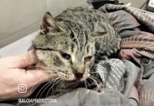 Lanzan un llamamiento urgente para salvar a Silver, un gato arrojado desde un coche en marcha en Tui