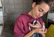 Rescatan a un cachorro moribundo dentro de un contenedor de basura en Nigrán