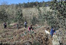 Voluntariado ambiental inicia la erradicación de especies invasoras en O Niño do Corvo