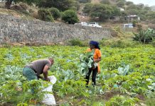 El Fondo Galego impulsa proyectos de agricultura sostenible en Cabo Verde