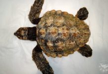 Llegan a la costa gallega varias tortugas marinas afectadas por las recientes borrascas