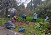 Una veintena de voluntarios participan en una jornada ambiental en el Monte Trega