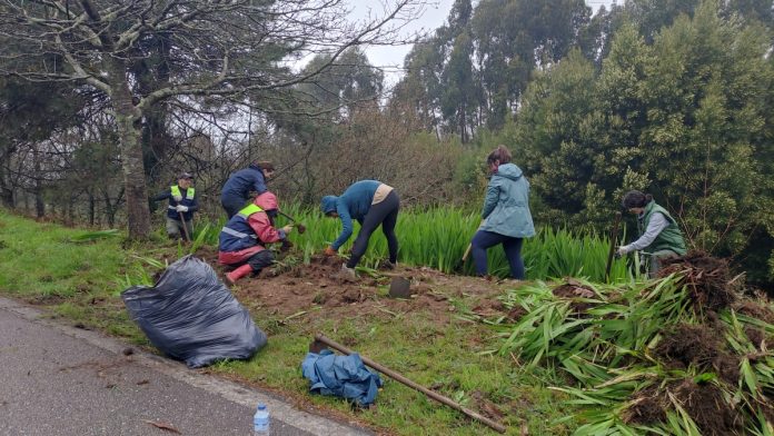 voluntariado especie invasora trega
