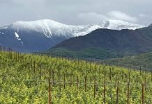 El Grupo Terras Gauda lanza un nuevo Godello en El Bierzo: La Casona de Pittacum
