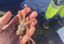 GardaCostas decomisa 200 cacharros de pulpo en un nuevo operativo en A Guarda