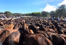 A Valga revive la tradición con más de 320 caballos y 70 potros en el primer curro de Galicia