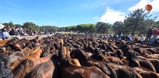 A Valga revive la tradición con más de 320 caballos y 70 potros en el primer curro de Galicia