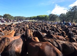 A Valga revive la tradición con más de 320 caballos y 70 potros en el primer curro de Galicia