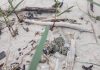 El Parque Nacional das Illas Atlánticas refuerza la protección de la pillara de las dunas