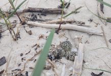 El Parque Nacional das Illas Atlánticas refuerza la protección de la pillara de las dunas