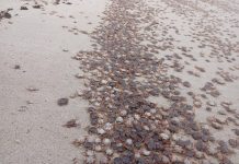 La llegada masiva de “patexos” tiñe las playas de las Illas Atlánticas