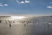 El puerto de Vigo se convertirá en el epicentro del ocio y la cultura con una ambiciosa agenda