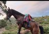 Buscan en A Serra da Groba a Sultán, un caballo luso-árabe desaparecido desde el sábado