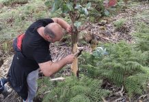 El voluntariado ambiental impulsa la recuperación del monte Niño do Corvo en O Rosal