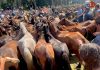 El Curro de Mougás mantiene viva la ancestral rapa en la Serra da Groba