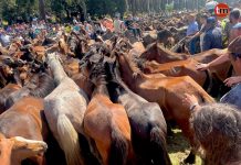 El Curro de Mougás mantiene viva la ancestral rapa en la Serra da Groba
