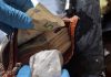 Detenidas dos personas por tráfico de drogas en A Guarda