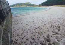 Miles de cangrejos patexo cubren las playas de las Islas Cíes