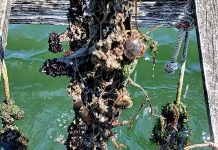 Opmega alerta de una proliferación de ‘Patuxo’ que devora la cría de mejillón en las bateas
