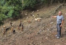 Las cabras se convierten en las mejores aliadas contra los incendios forestales en el Monte Trega