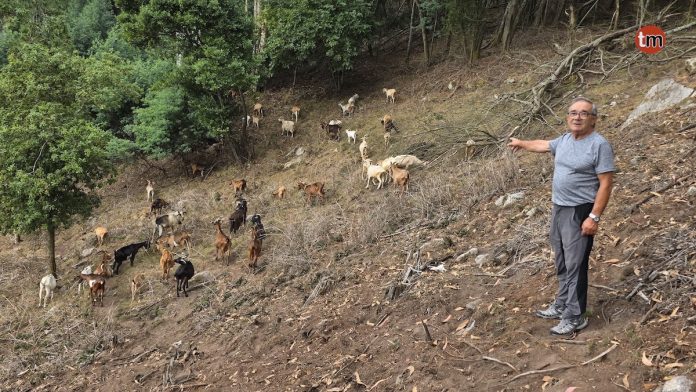 cabras pastoreo camposancos trega