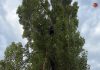 La Isla de Tali rescata a una gata atrapada durante cuatro días en un árbol de diez metros en Coruxo