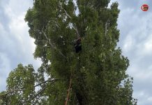 La Isla de Tali rescata a una gata atrapada durante cuatro días en un árbol de diez metros en Coruxo