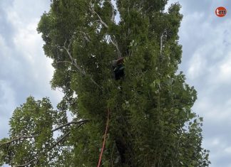 La Isla de Tali rescata a una gata atrapada durante cuatro días en un árbol de diez metros en Coruxo