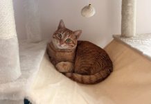 Buscan a “Gordo”, un gato desaparecido en O Rosal desde el domingo