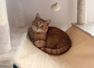 Buscan a “Gordo”, un gato desaparecido en O Rosal desde el domingo