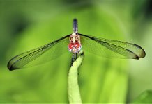 A Fada do Aloia invita a explorar el fascinante mundo de las libélulas y de los Caballitos del Diablo