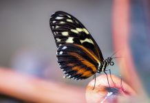 A Fada do Aloia invita a descubrir el fascinante mundo de las mariposas