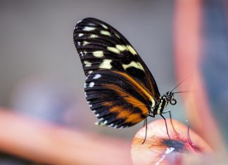 A Fada do Aloia invita a descubrir el fascinante mundo de las mariposas