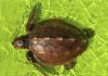 Dos tortugas marinas recuperadas en Galicia regresan al océano tras superar un duro invierno
