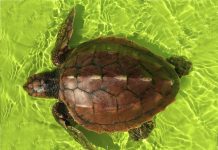 Dos tortugas marinas recuperadas en Galicia regresan al océano tras superar un duro invierno