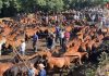 El Curro das Moscas reúne a unas 500 bestas y 100 potros en Torroña