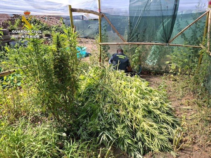 INCAUTACION MARIHUANA TUI