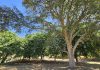 Tomiño saca a subasta la madera procedente de expedientes de limpieza de fincas
