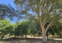 Tomiño saca a subasta la madera procedente de expedientes de limpieza de fincas