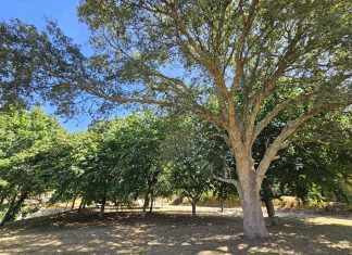 Tomiño saca a subasta la madera procedente de expedientes de limpieza de fincas