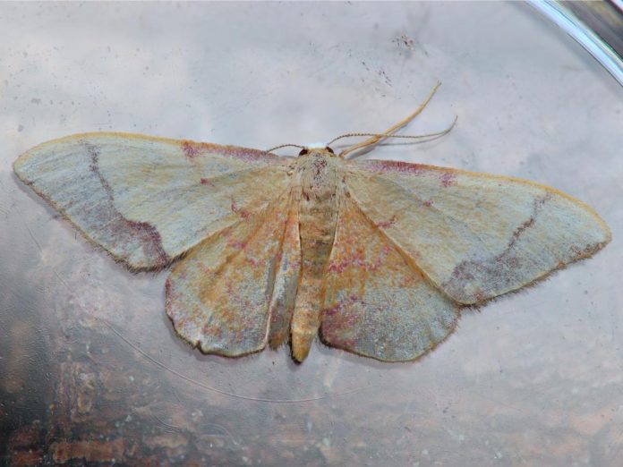 mariposas nocturnas palomilla